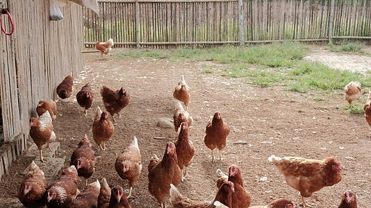 鸡舍家畜养殖场的鸟笼可以生产鸡蛋视频的预览图