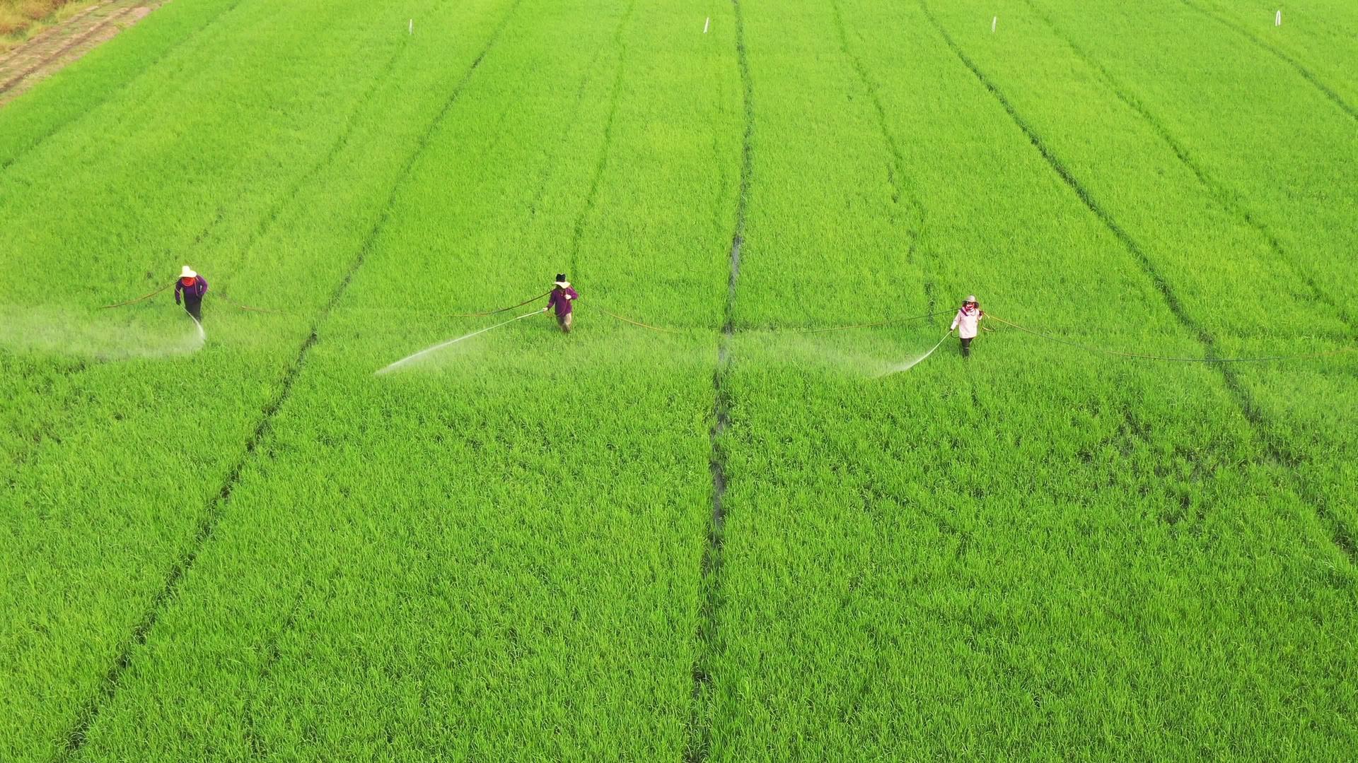 农民在种植园的农田里喷洒杀虫剂视频的预览图