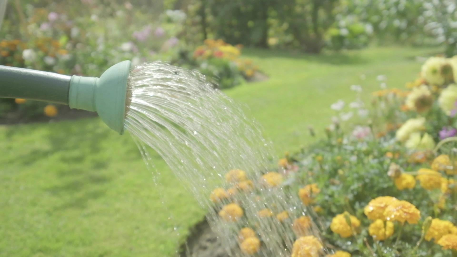 浇水花的饮用水罐视频的预览图