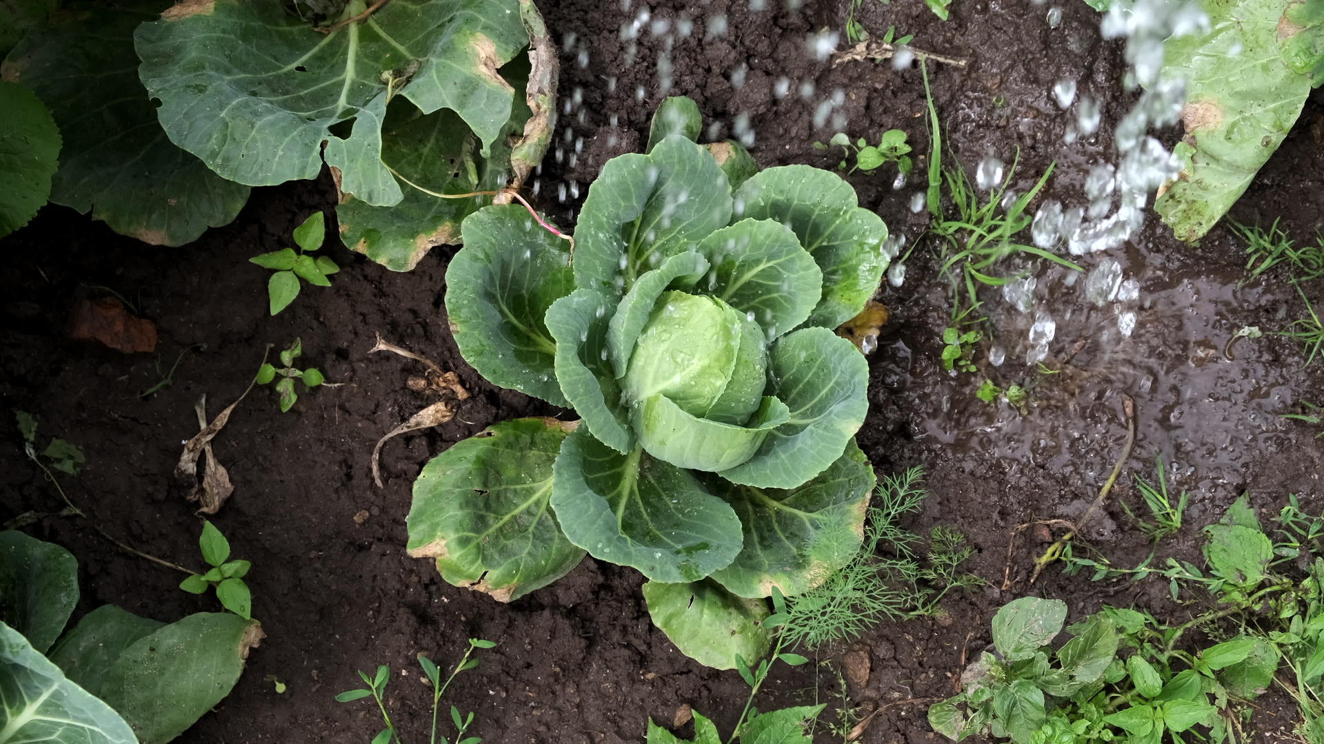 在花园里给卷心菜浇水视频的预览图