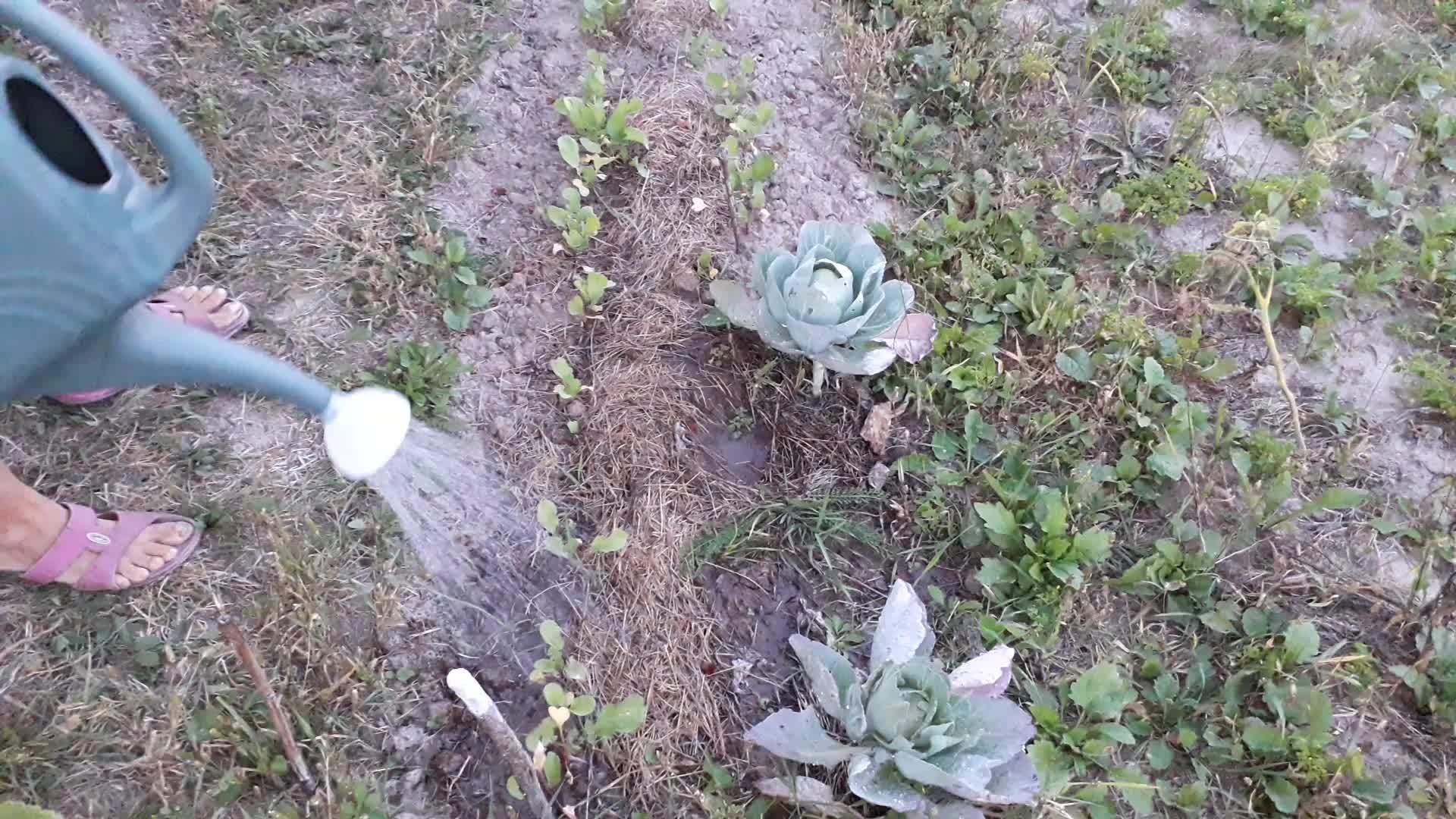 给花园里的蔬菜浇水视频的预览图
