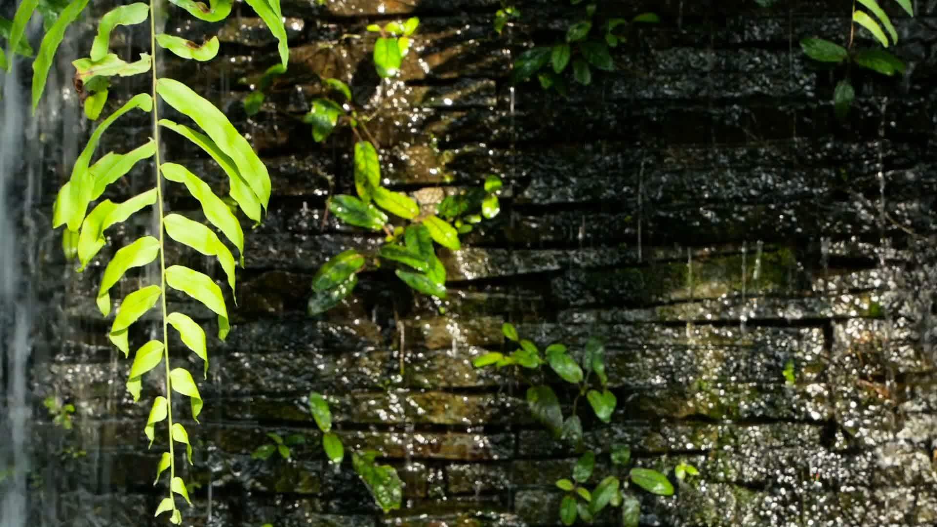 瀑布以绿色植物为背景位于前台视频的预览图