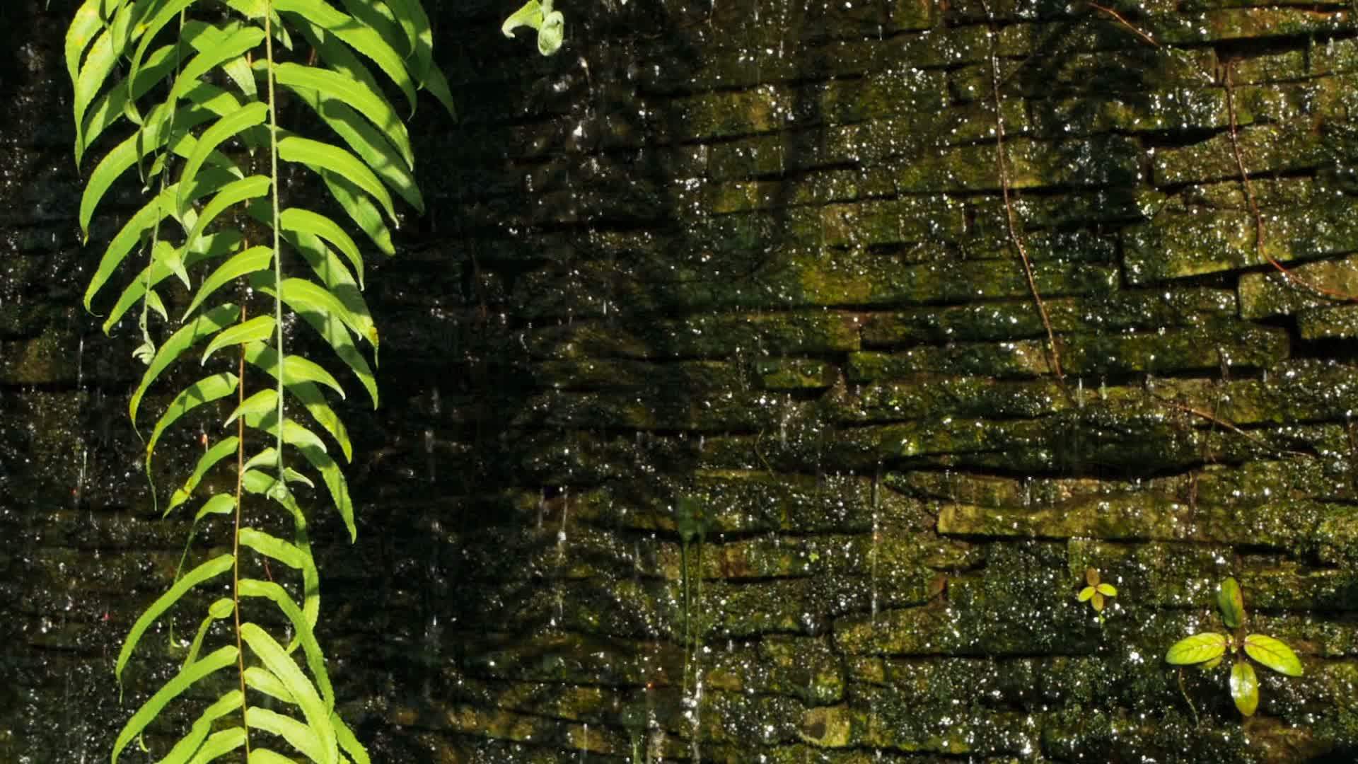 瀑布以绿色植物装饰为背景视频的预览图