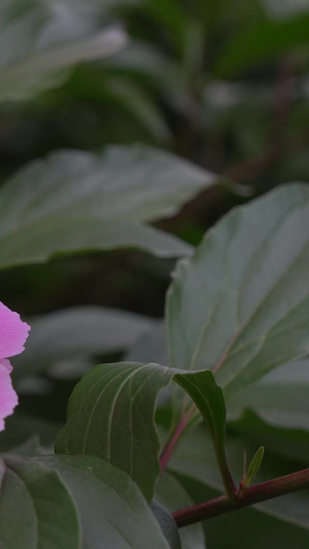 园区粉红色大花2视频的预览图