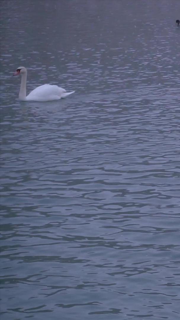 冬天雪白天鹅升格视频视频的预览图