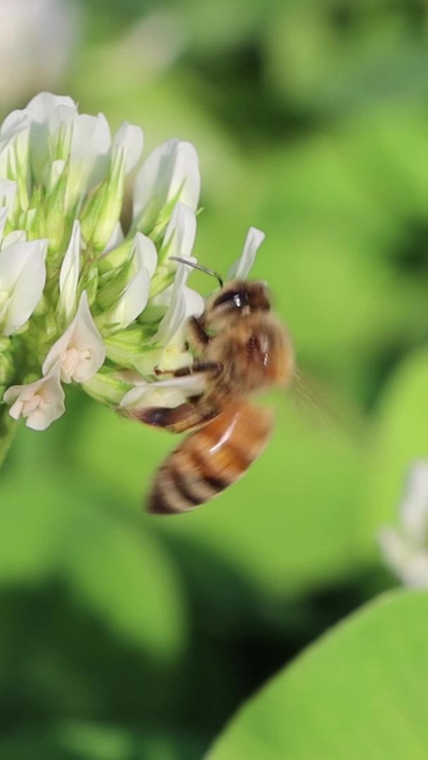 蜜蜂采花粉视频视频视频的预览图