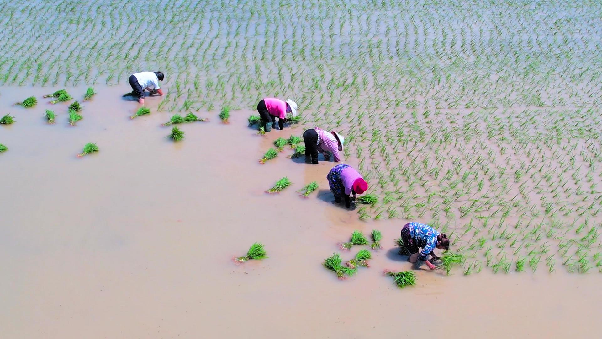 农民人工插秧4K航拍视频的预览图