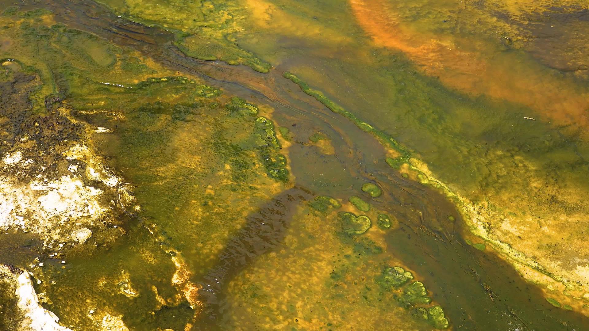 藻类细菌垫黄石国家公园温泉温泉池美国怀俄明州视频的预览图