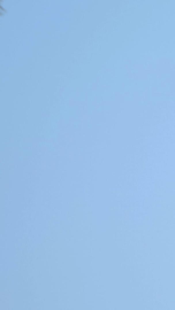 春日蓝天下的各种风筝视频的预览图