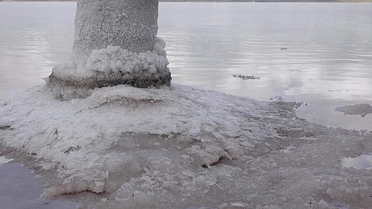 库亚尔尼茨基河口海水嗜盐菌视频的预览图