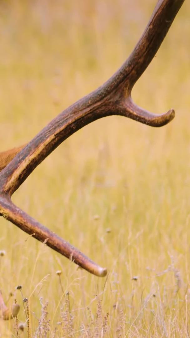 麋鹿驯鹿的野生动物视频的预览图