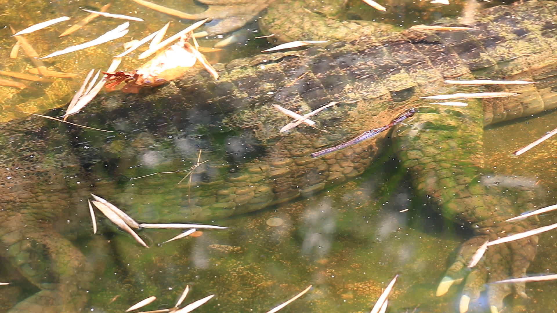 池塘里的鳄鱼假长喉视频的预览图