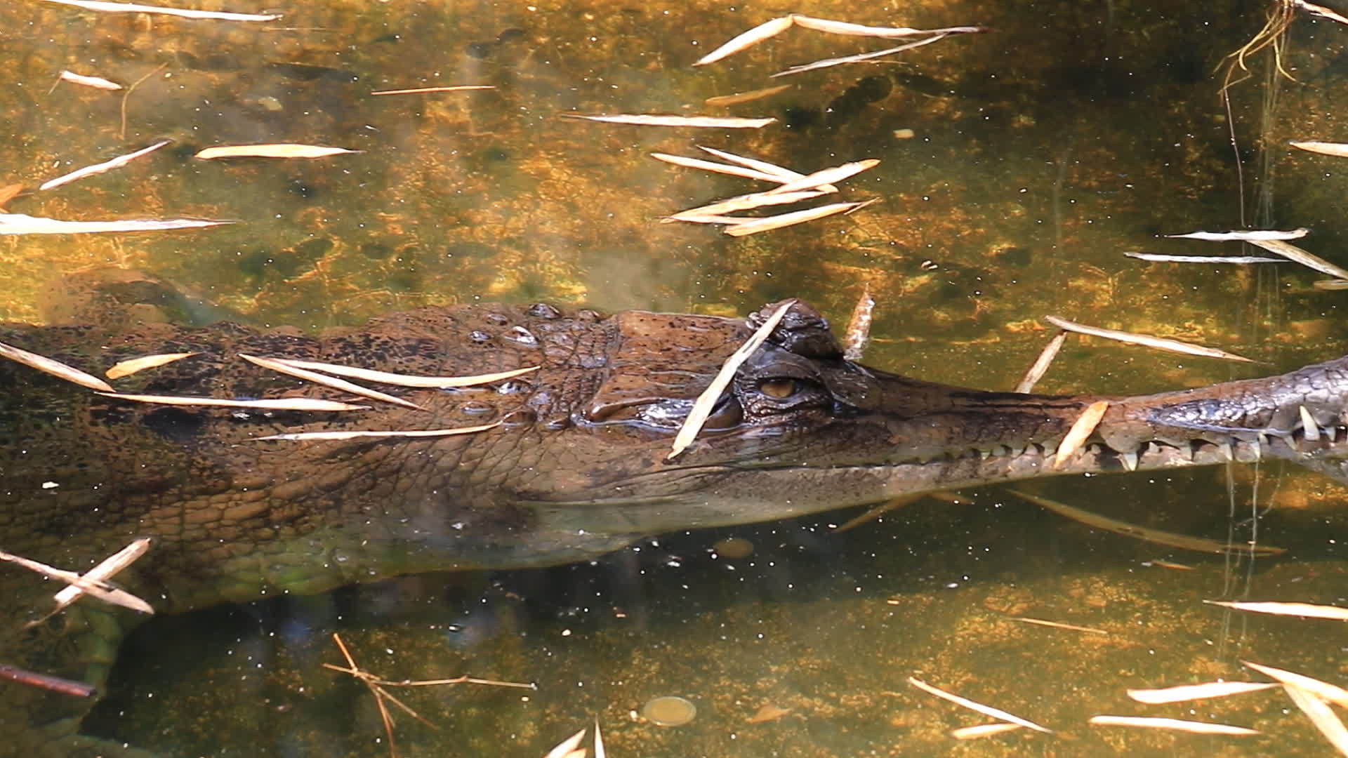 池塘里的鳄鱼假长喉视频的预览图
