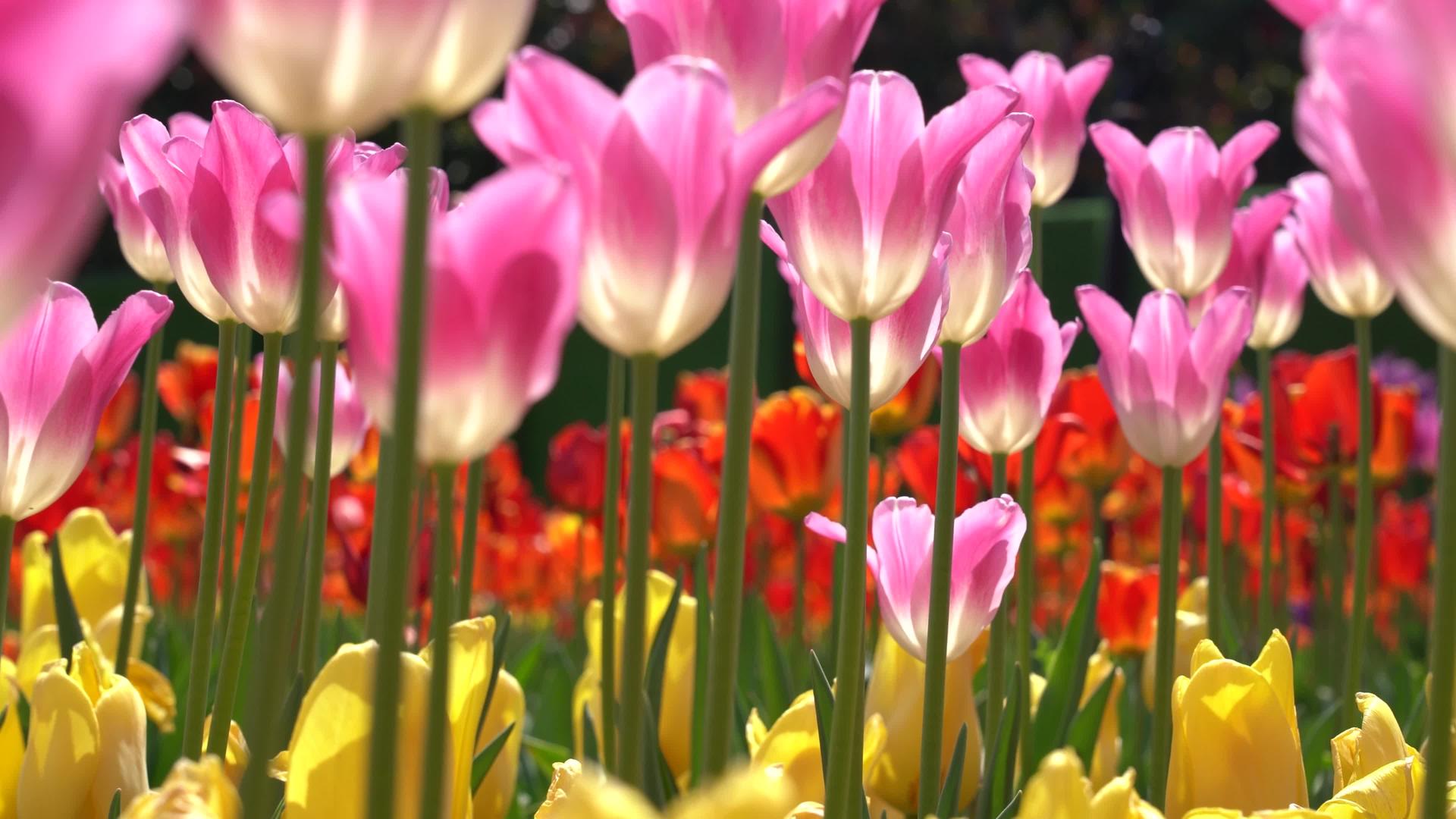 春季美丽的郁金香空镜意境实拍视频视频的预览图