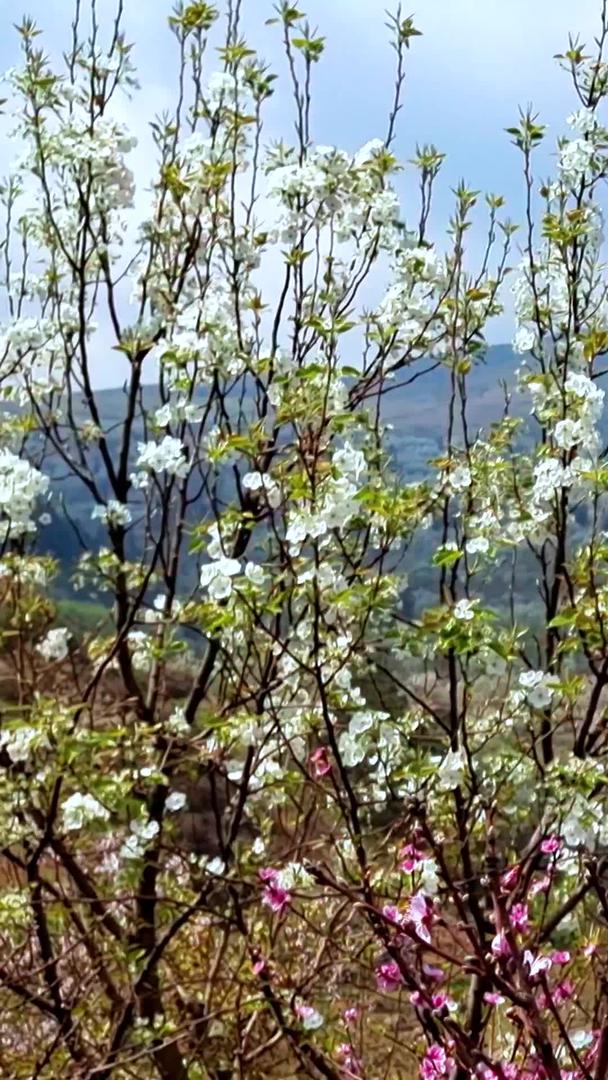 万亩梨花自然风光盛开于云南旅游梨花谷视频的预览图