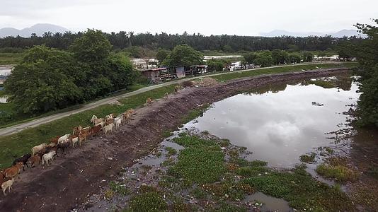 观察水污染河流农村地区的空中奶牛视频的预览图