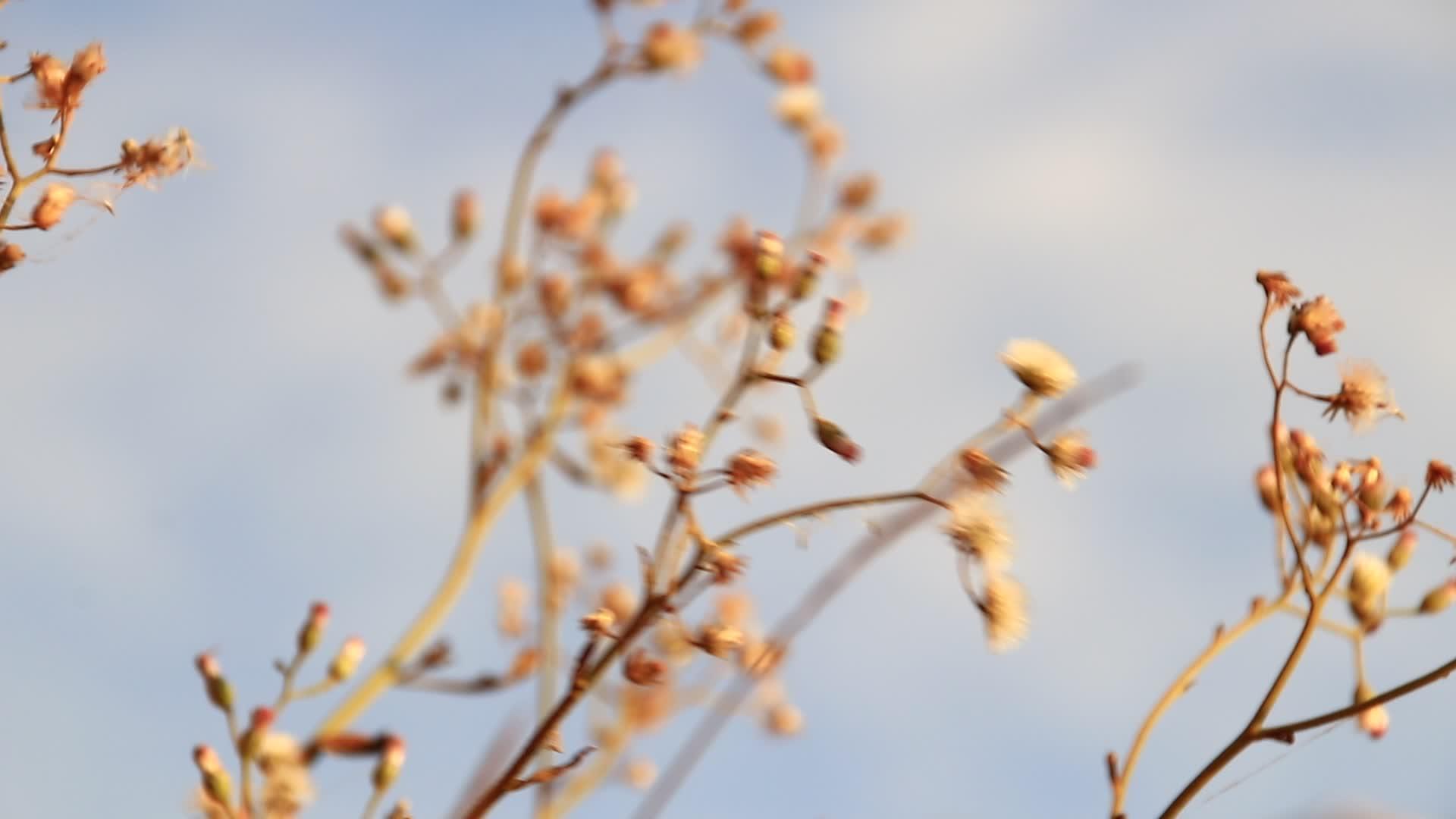 干燥的野花在夏天的微风中摇曳视频的预览图