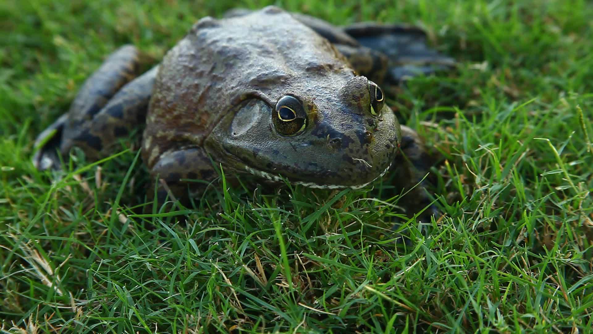 美国公牛蛙立方体视频的预览图