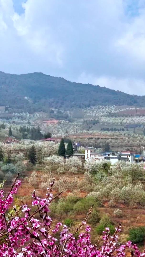 万亩梨花自然风光盛开于云南旅游梨花谷视频的预览图