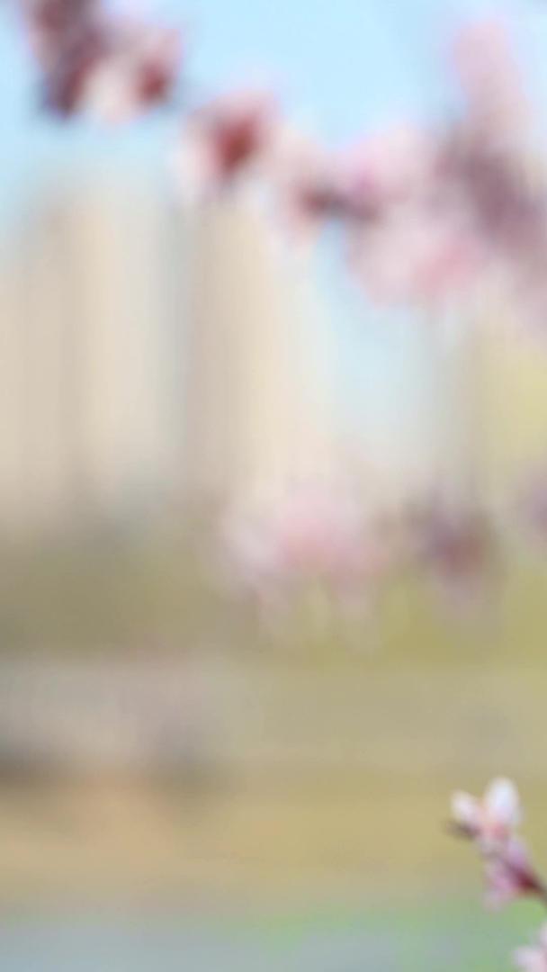 春季实拍梅花素材视频的预览图