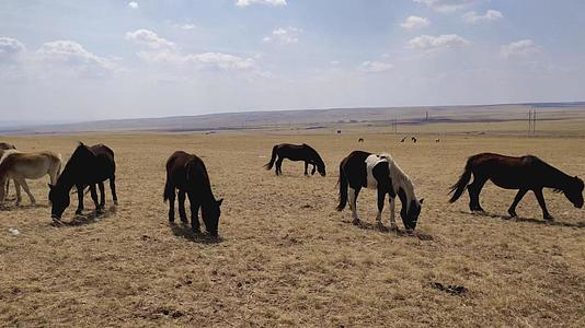 4k拍摄广阔的内蒙古大草原以及草原上的马群视频的预览图