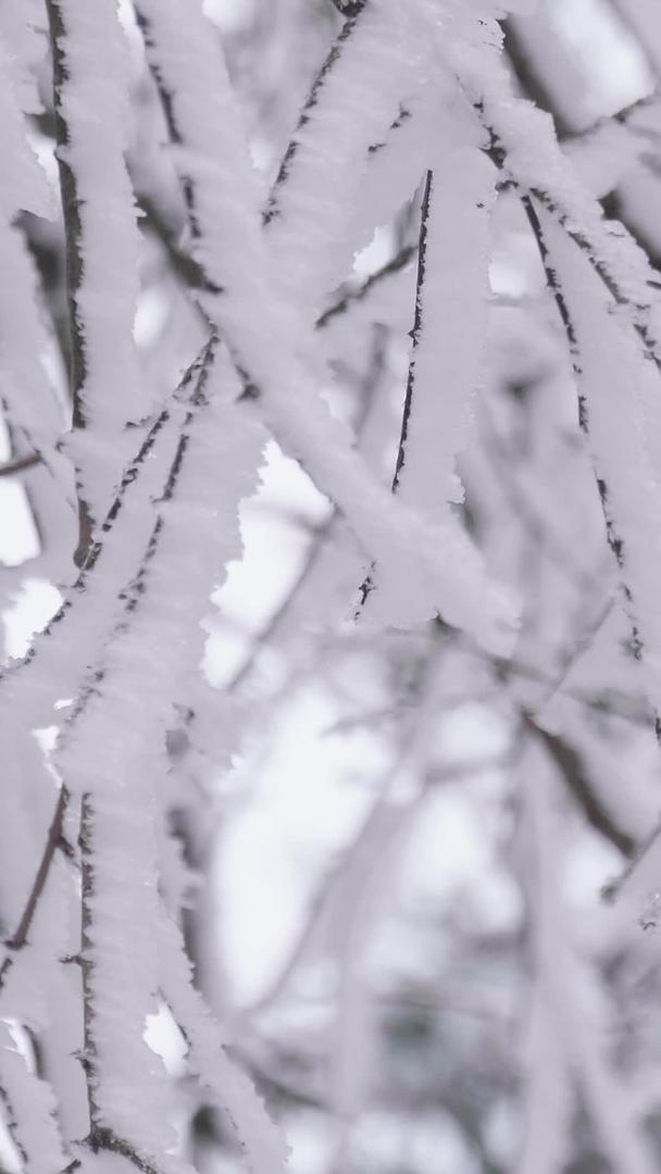 美丽的大雪过后树枝被冰雪覆盖着视频的预览图