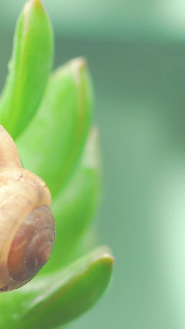 蜗牛的微距叶子视频的预览图