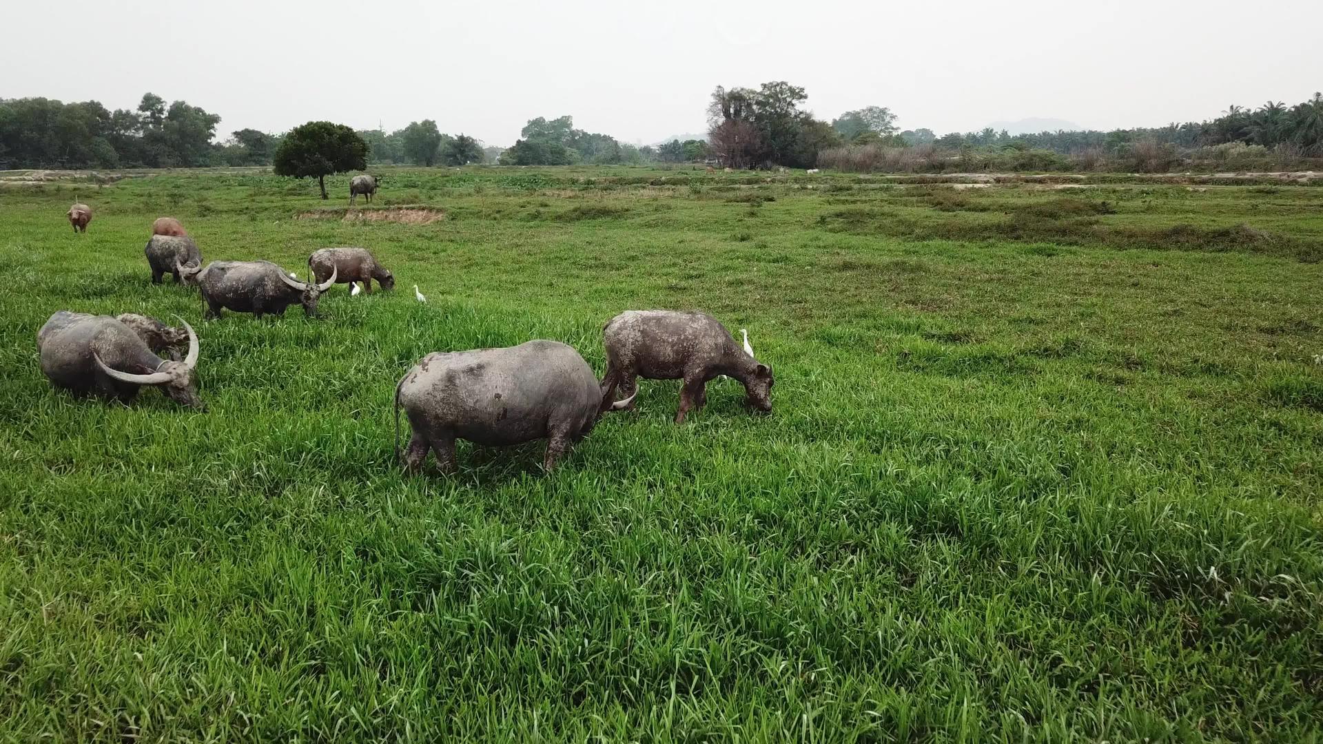 一群水牛在绿野中视频的预览图