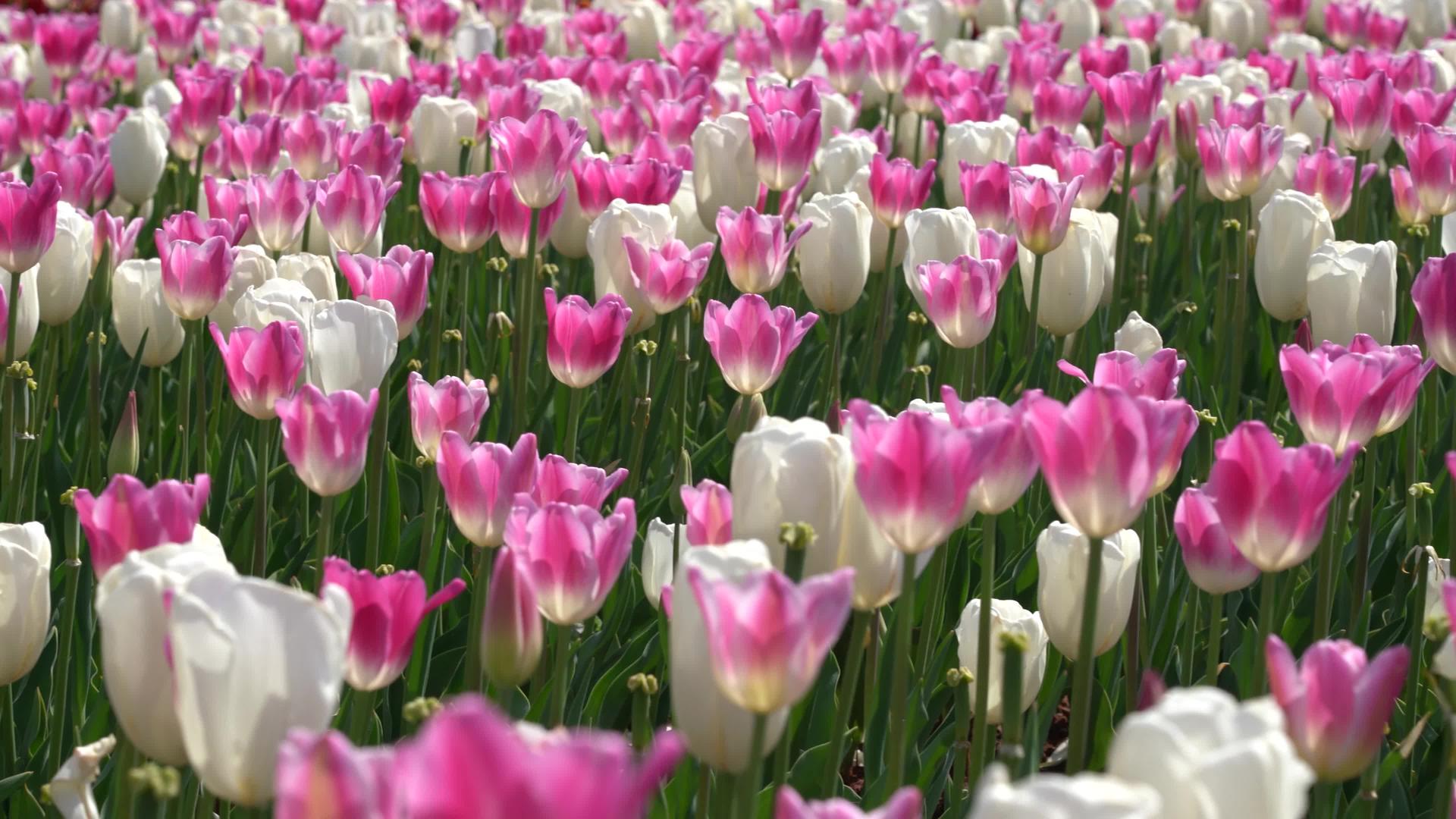 春季粉色郁金香实拍视频4K唯美视频的预览图