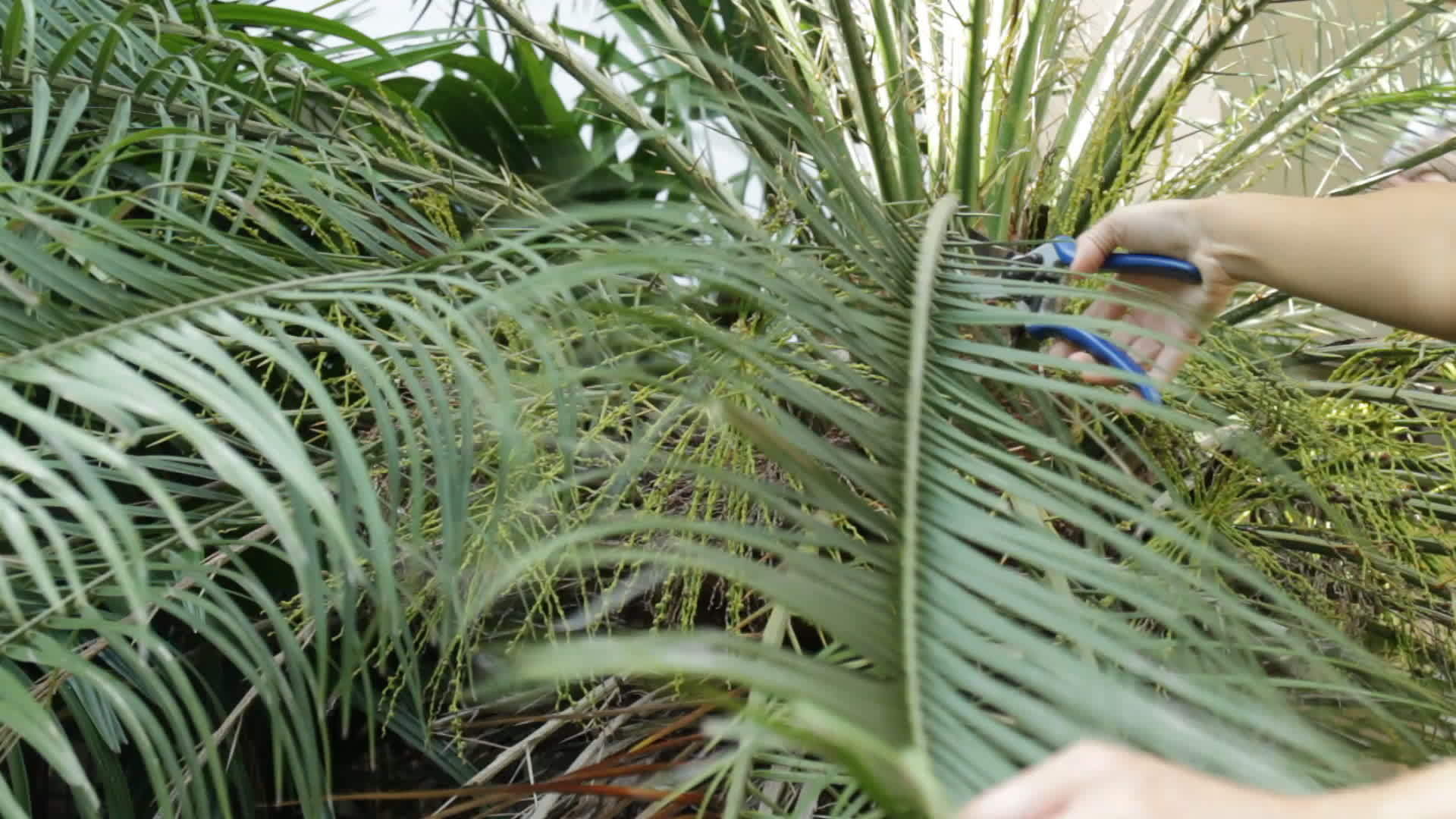 用剪刀切割植物叶子的园艺家视频的预览图