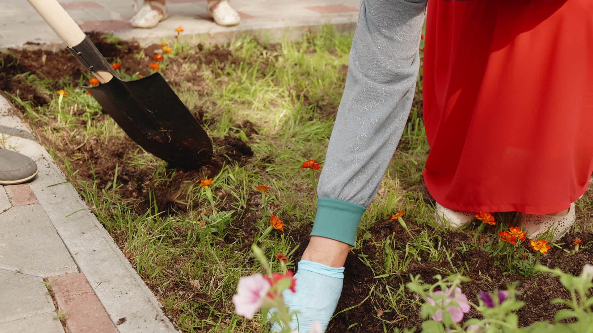 园丁的手在夏天公园的绿色草坪上的土壤里种花女手在公园里种花视频的预览图