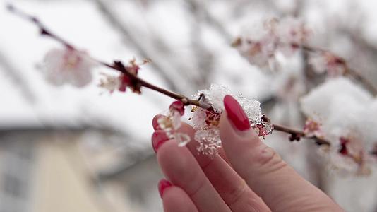 从樱花和树枝上取雪的女人视频的预览图