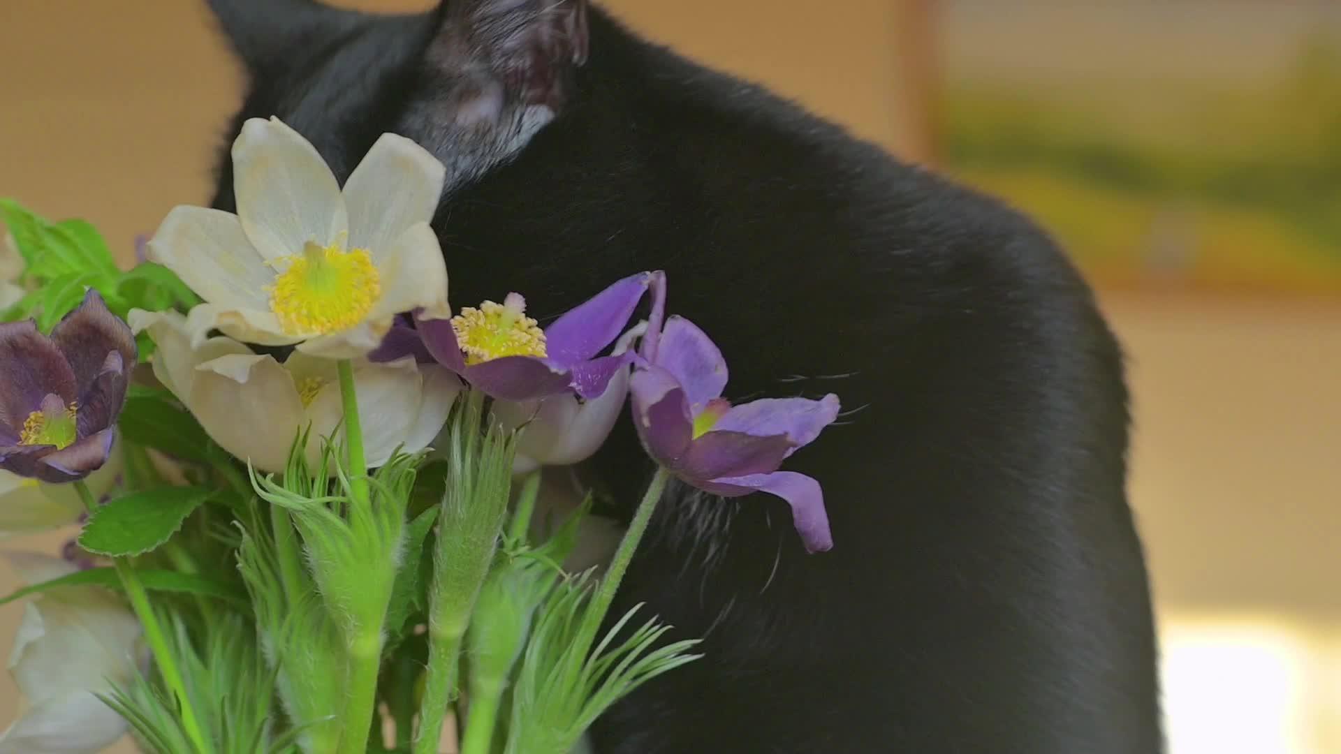 黑猫咬花瓶里的花视频的预览图