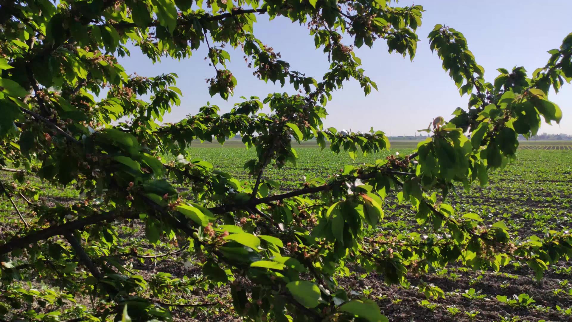 意大利农村的一根树枝视频的预览图