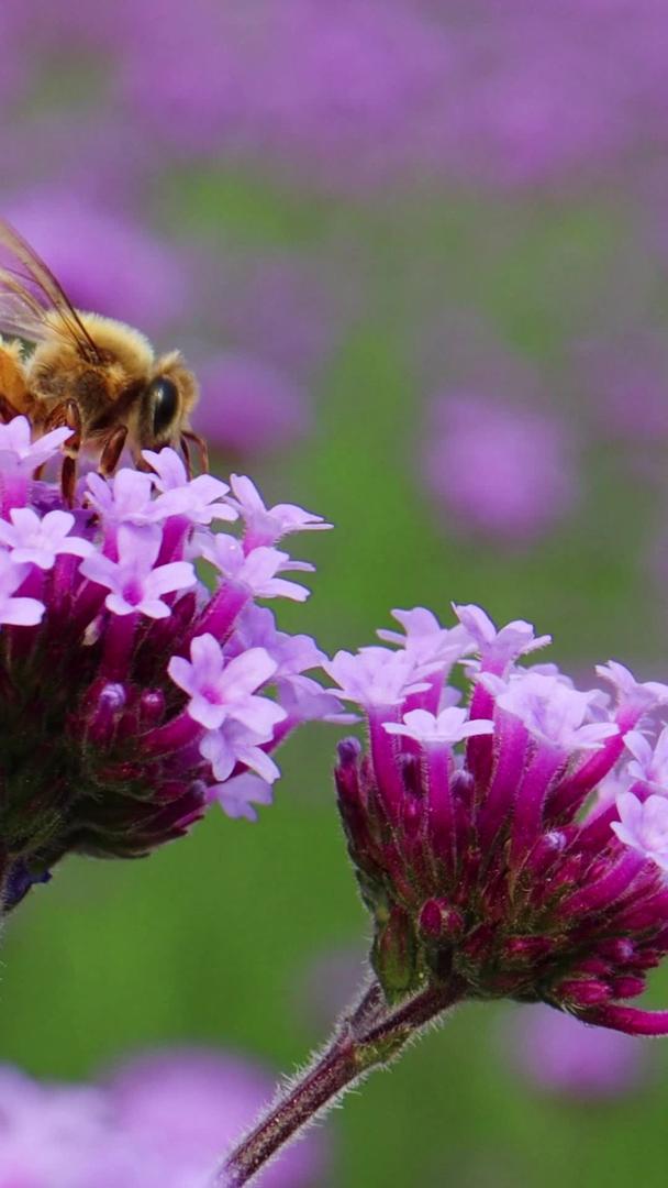 春季蜜蜂采蜜实拍素材视频的预览图