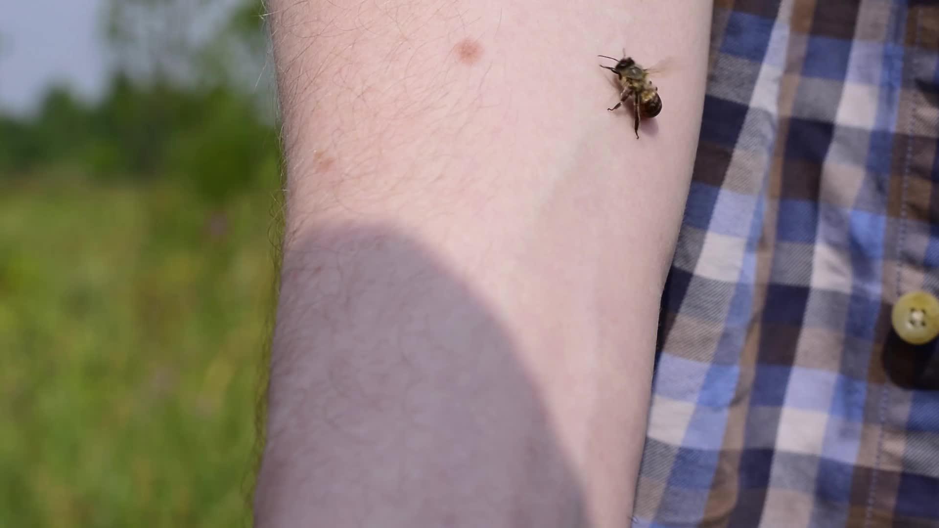 一个人故意让蜜蜂咬他视频的预览图