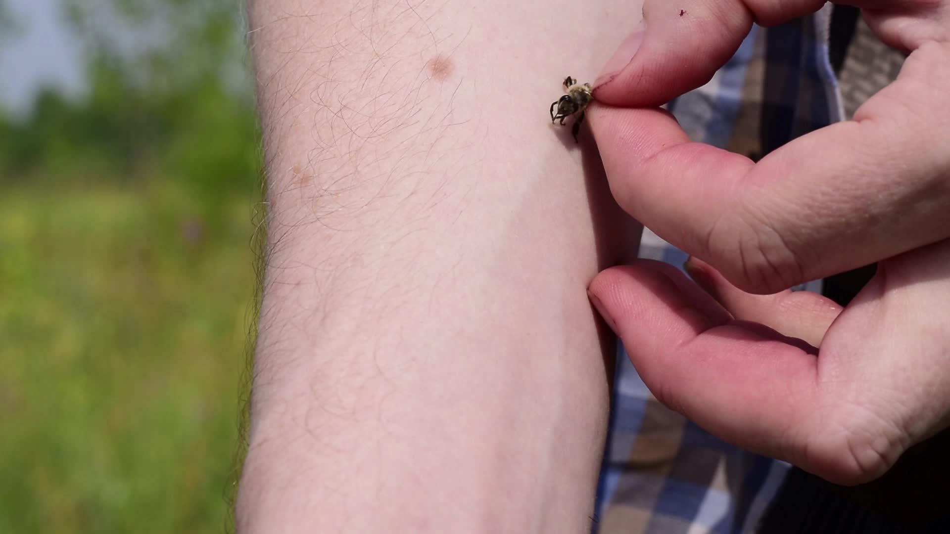 一个男人把蜜蜂放在他的手上等待它刺伤他视频的预览图