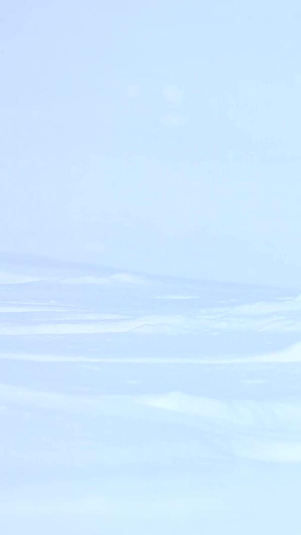 冬季雪地里的貂萌视频的预览图