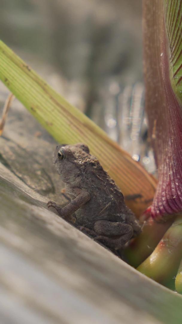 在田间种植蟾蜍的玉米视频的预览图