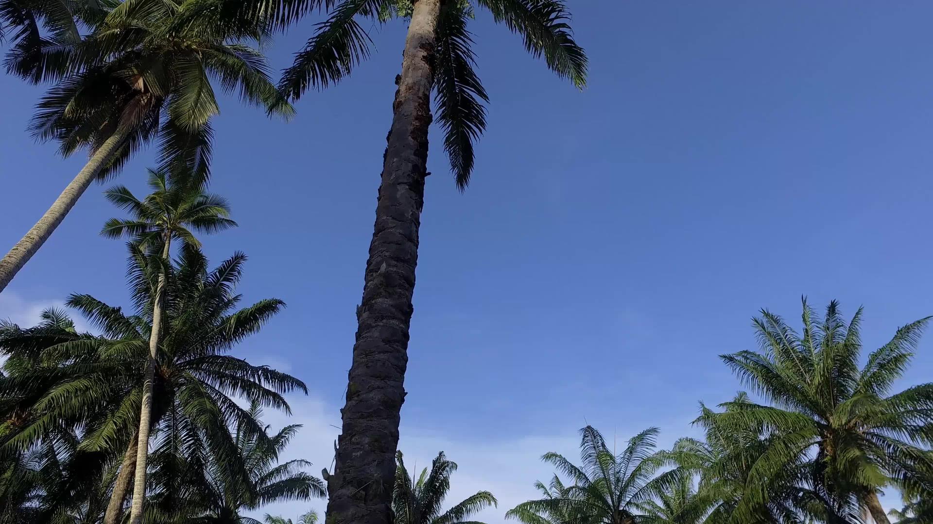 寻找椰子树视频的预览图