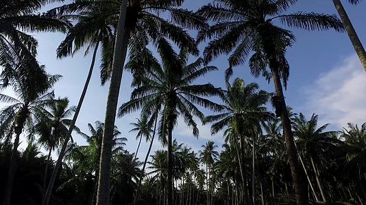 早上在椰子种植园农场开车视频的预览图
