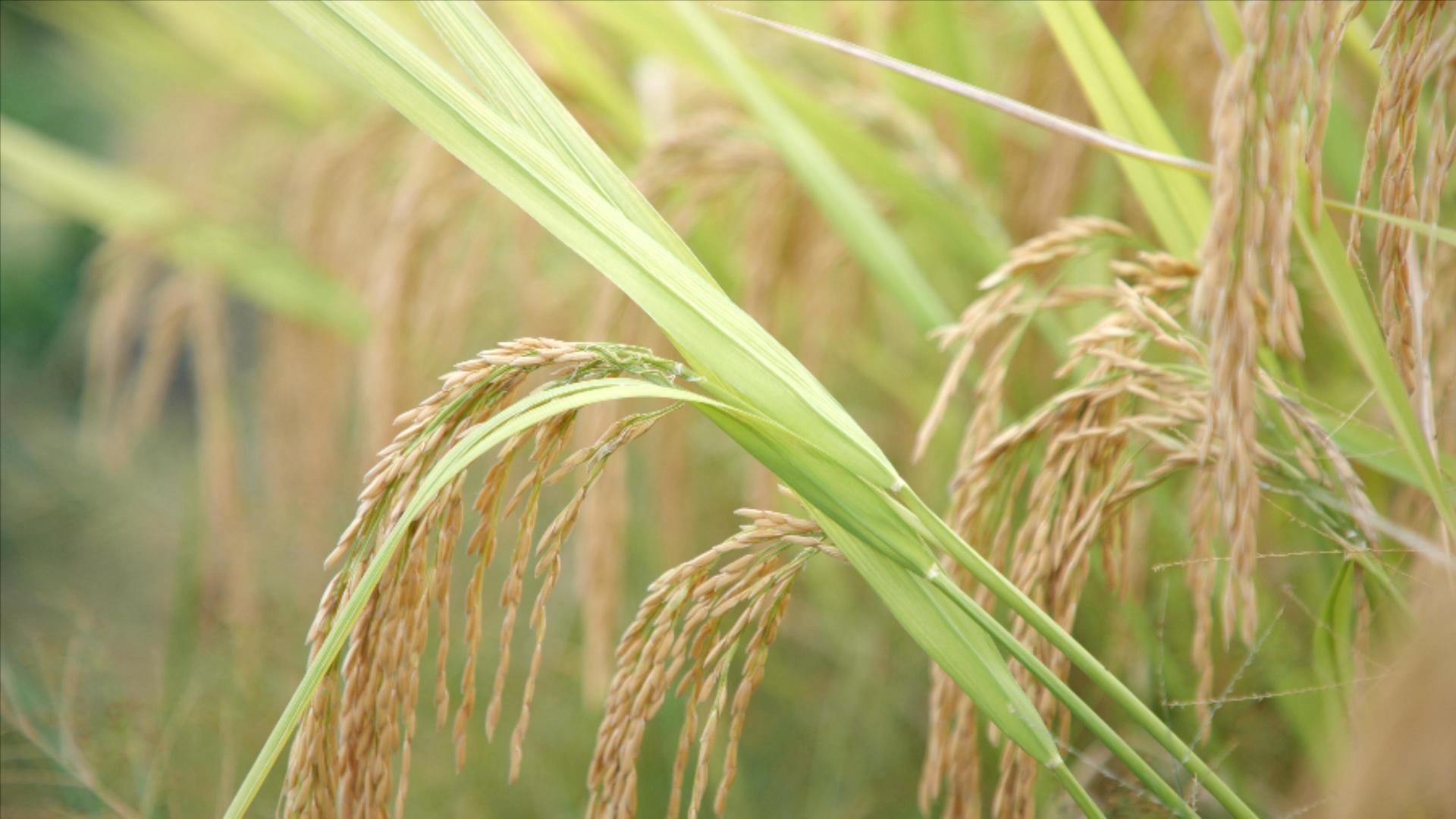 水稻视频的预览图