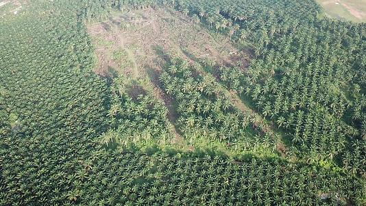 砍伐油棕榈种植园在陆地上飞行视频的预览图
