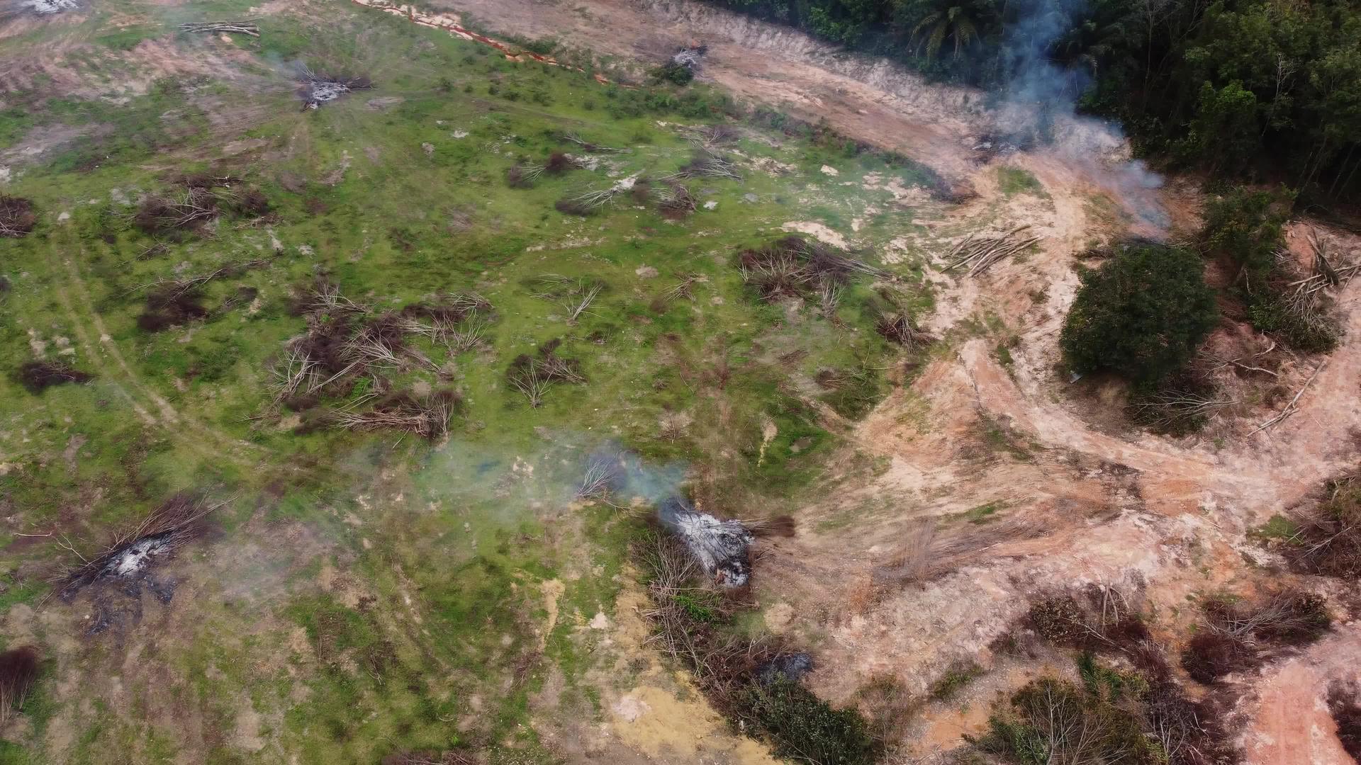 树木被砍倒烧灼视频的预览图