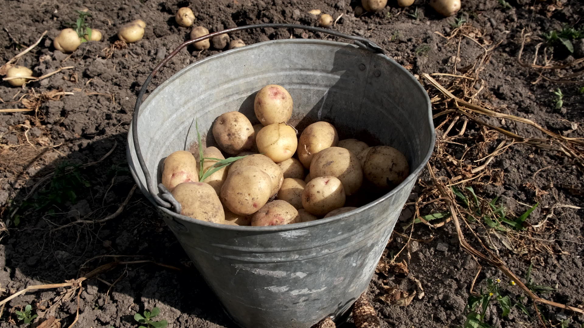 收集桶里的土豆视频的预览图