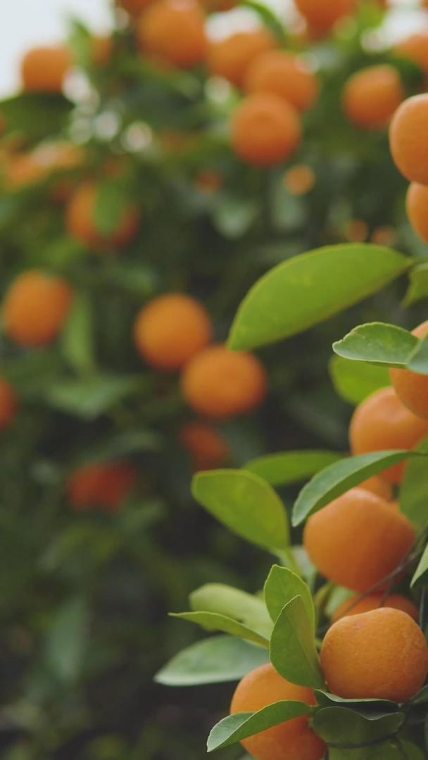 春季年货橘橘子视频的预览图