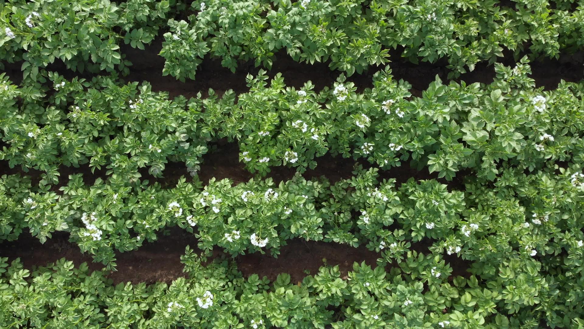 马铃薯农田白花在空中飞翔视频的预览图