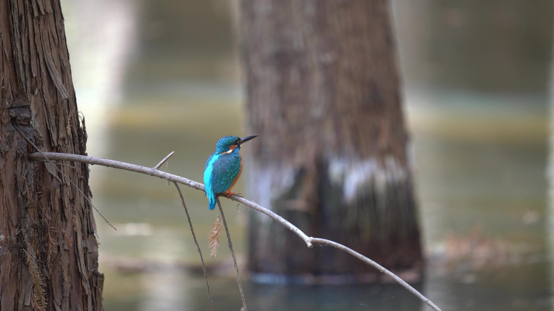 小鸟动物在4K长焦下的实拍视频视频的预览图