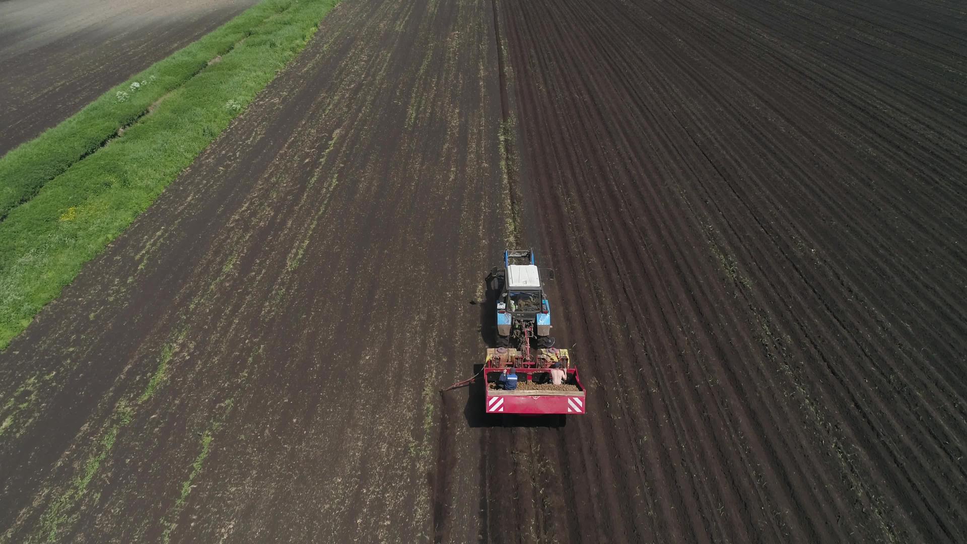 在田间收获土豆视频的预览图