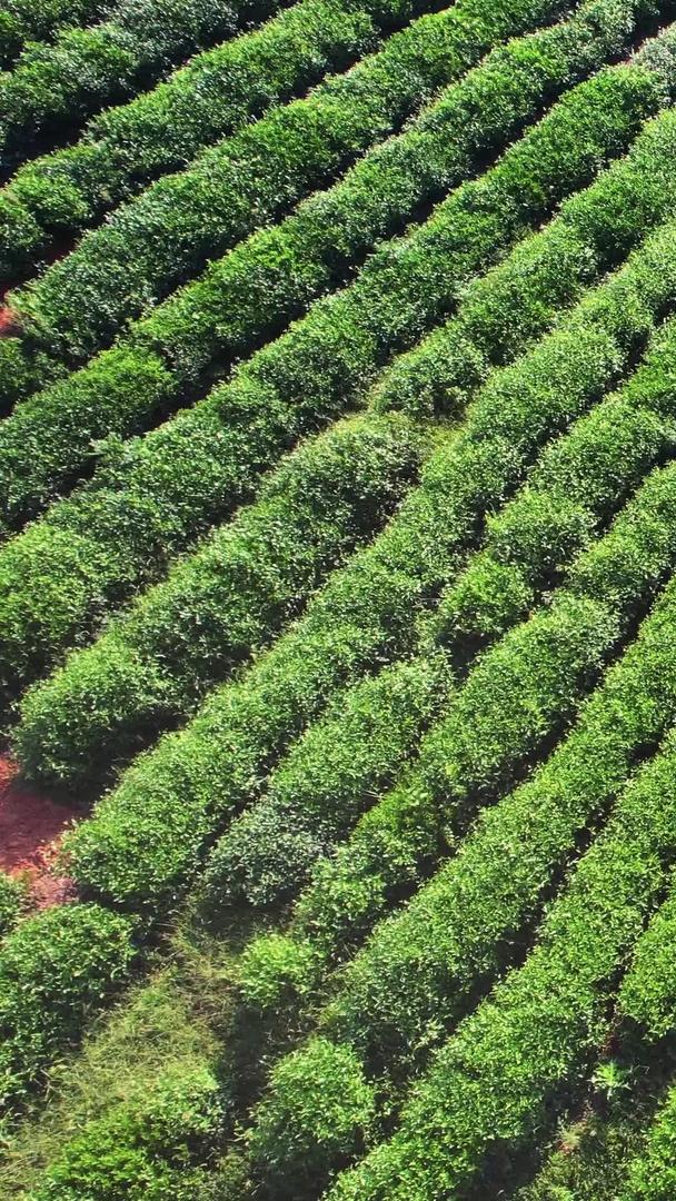 航拍农业生产制造茶园茶树采茶素材视频的预览图